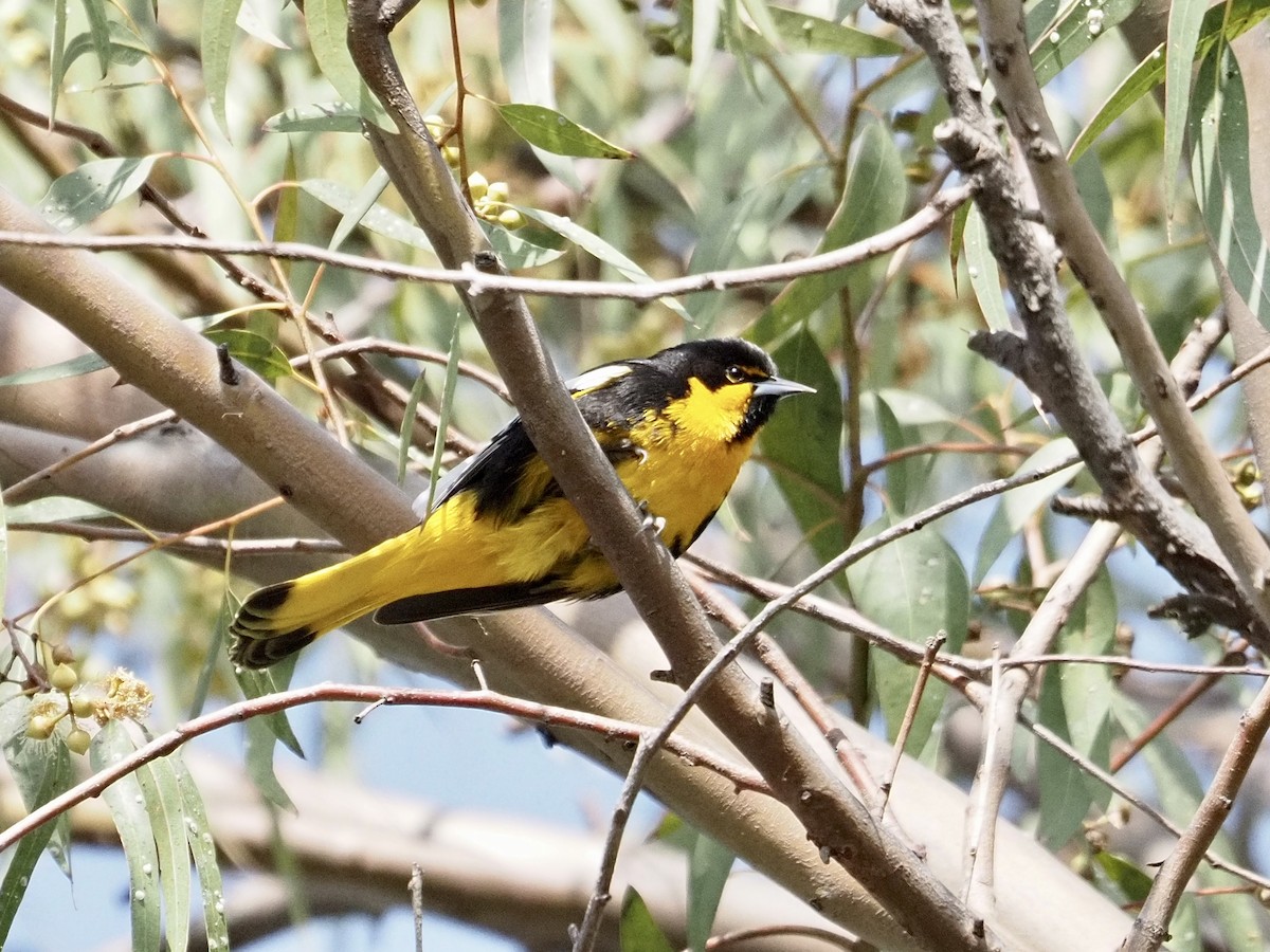 Мексиканский трупиал - ML646878928