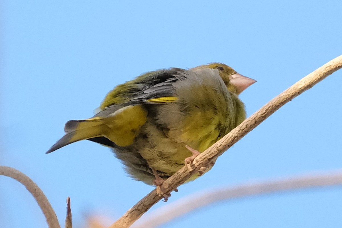 Эгэл ногоолдой - ML646878929