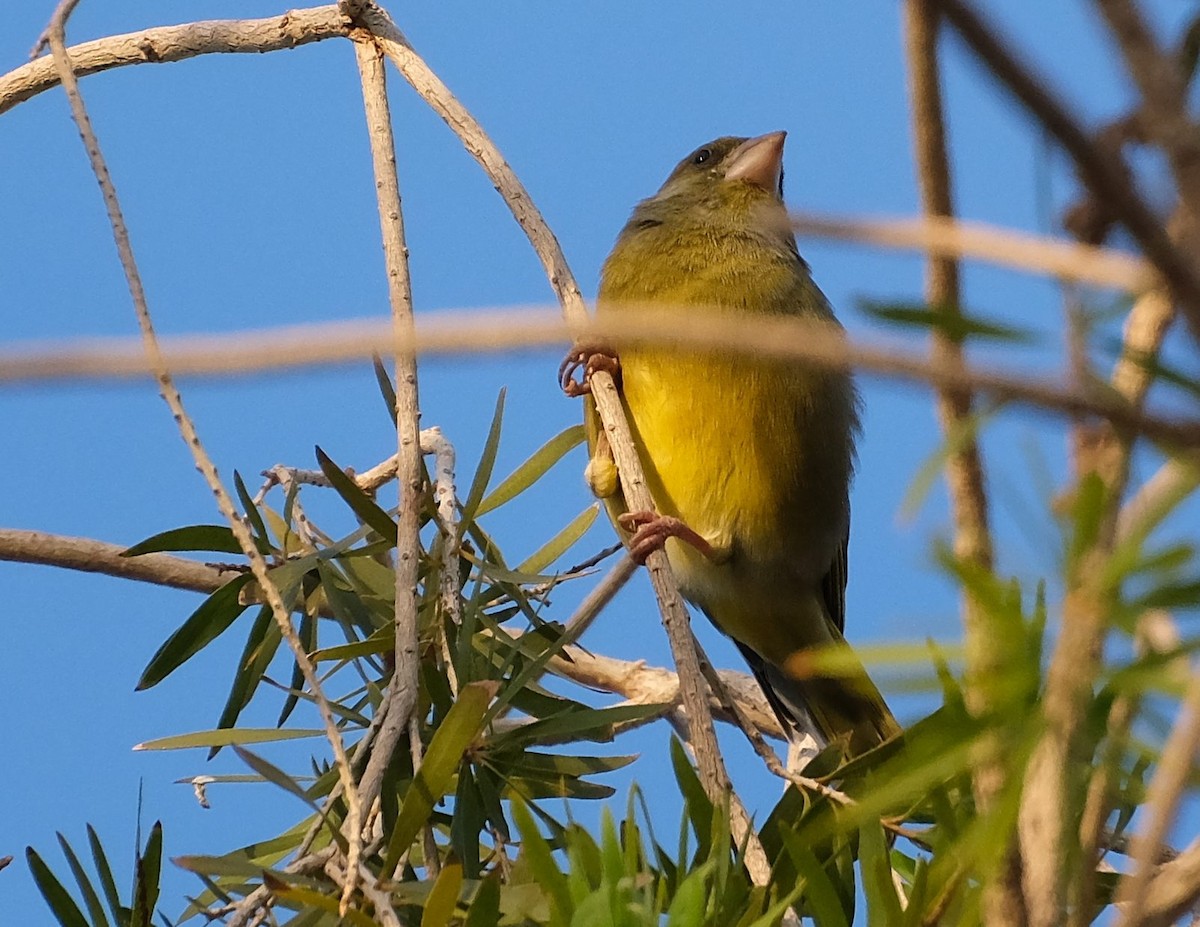 Эгэл ногоолдой - ML646878930