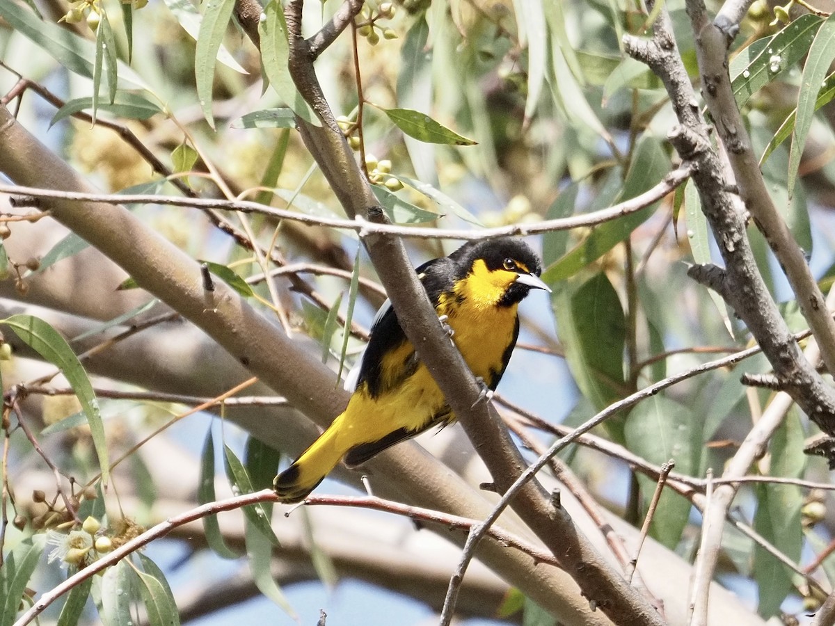 Мексиканский трупиал - ML646878931