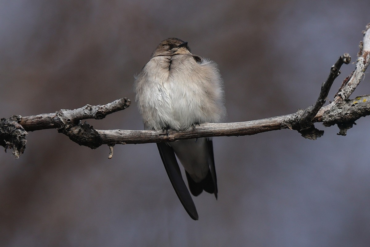 Graukehlschwalbe - ML646878932