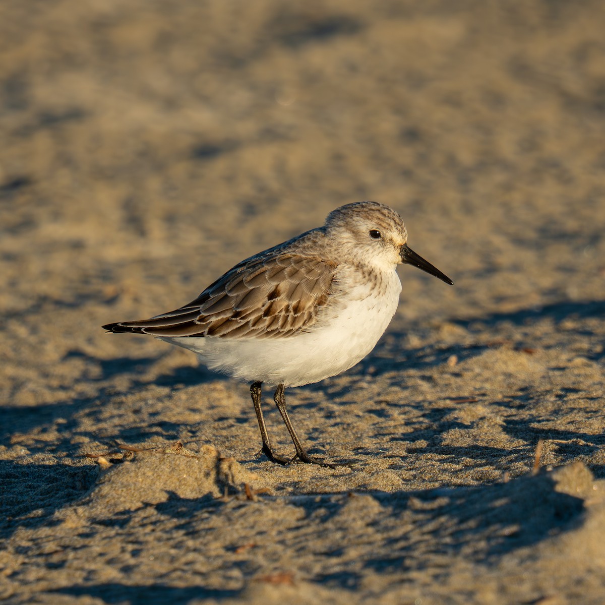 חופית מערבית - ML646878933
