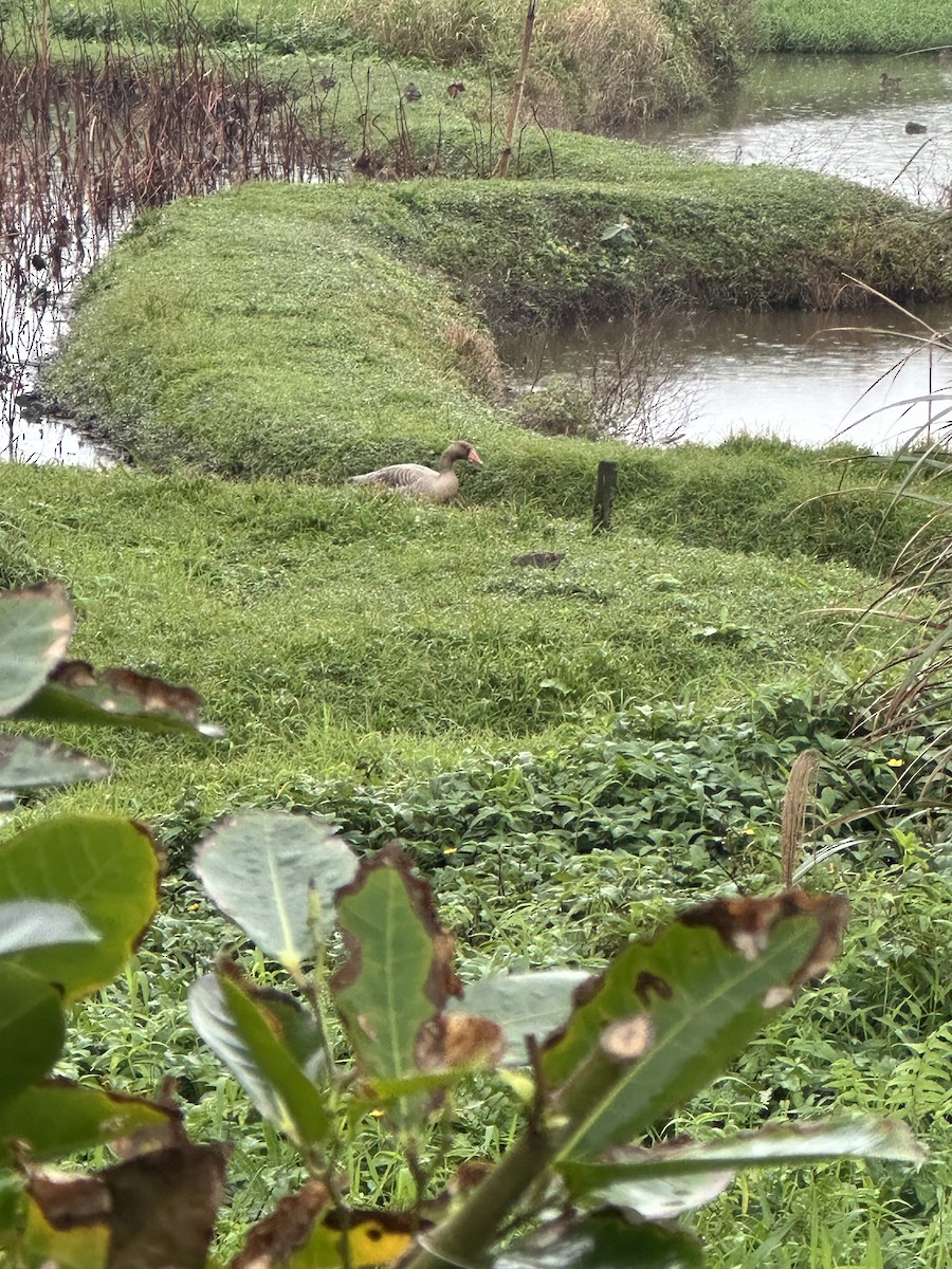 grågås - ML646878935