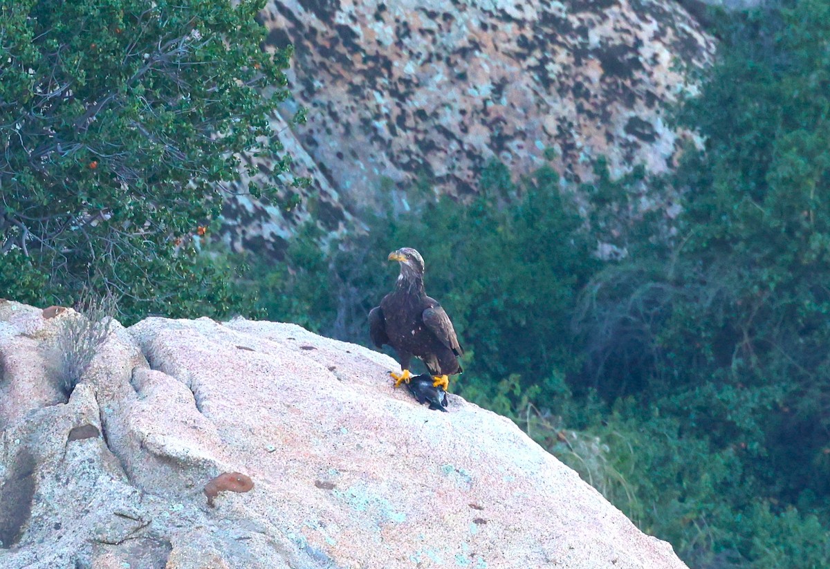 Pygargue à tête blanche - ML646878936