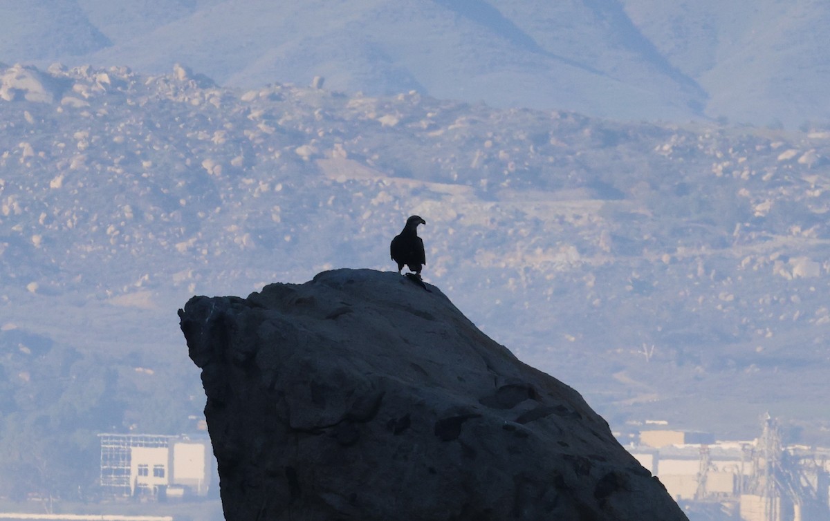 Pygargue à tête blanche - ML646878937