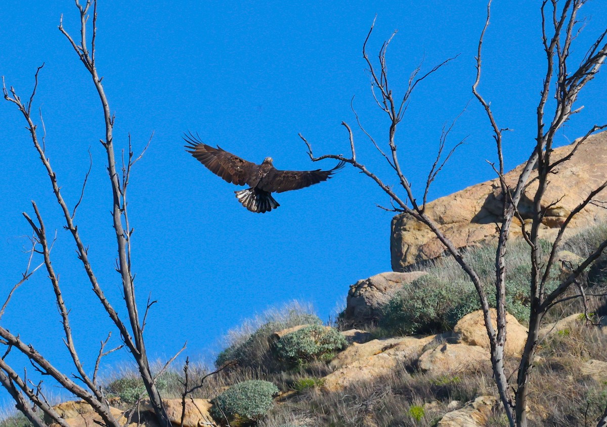 Pygargue à tête blanche - ML646878938