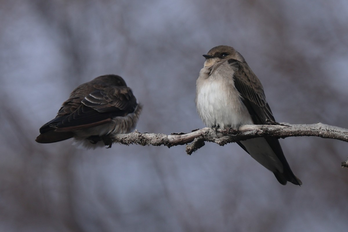 Graukehlschwalbe - ML646878940