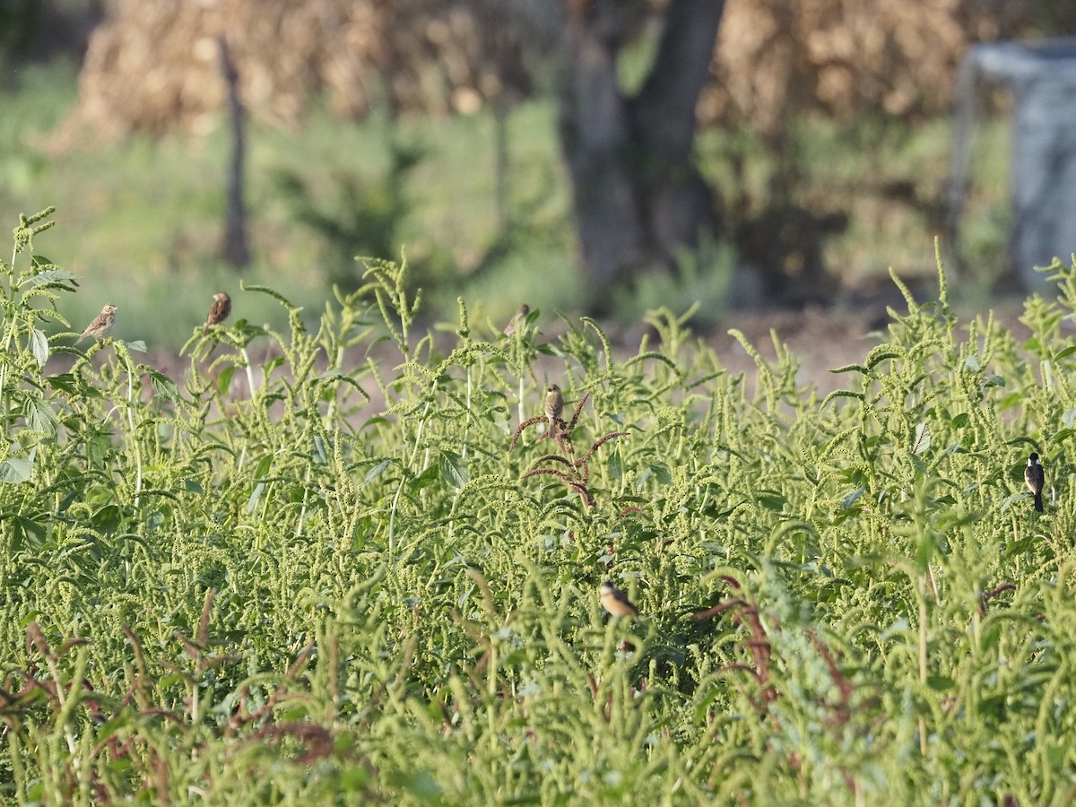 Savannah Serçesi - ML646878942