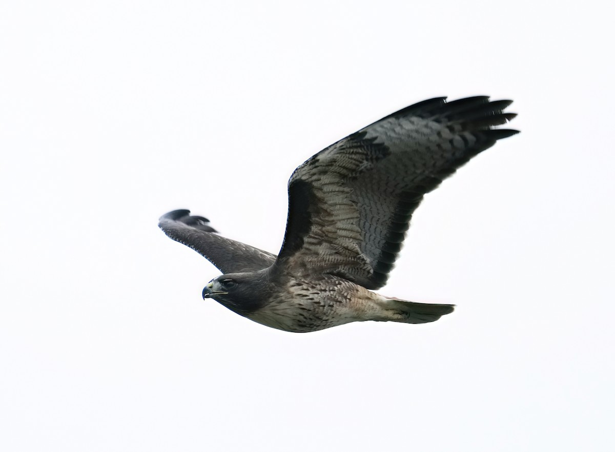 Red-tailed Hawk - ML646878948