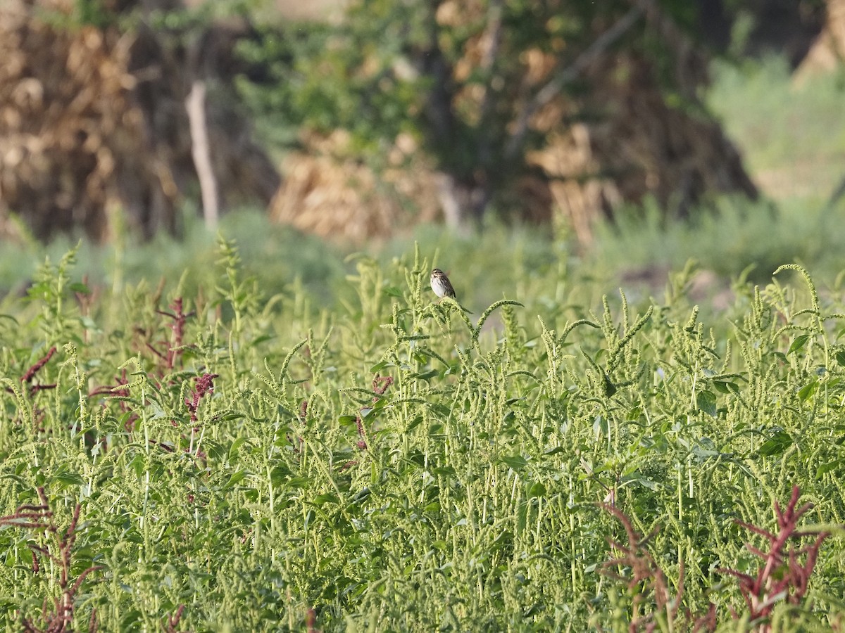 Savannah Serçesi - ML646878949