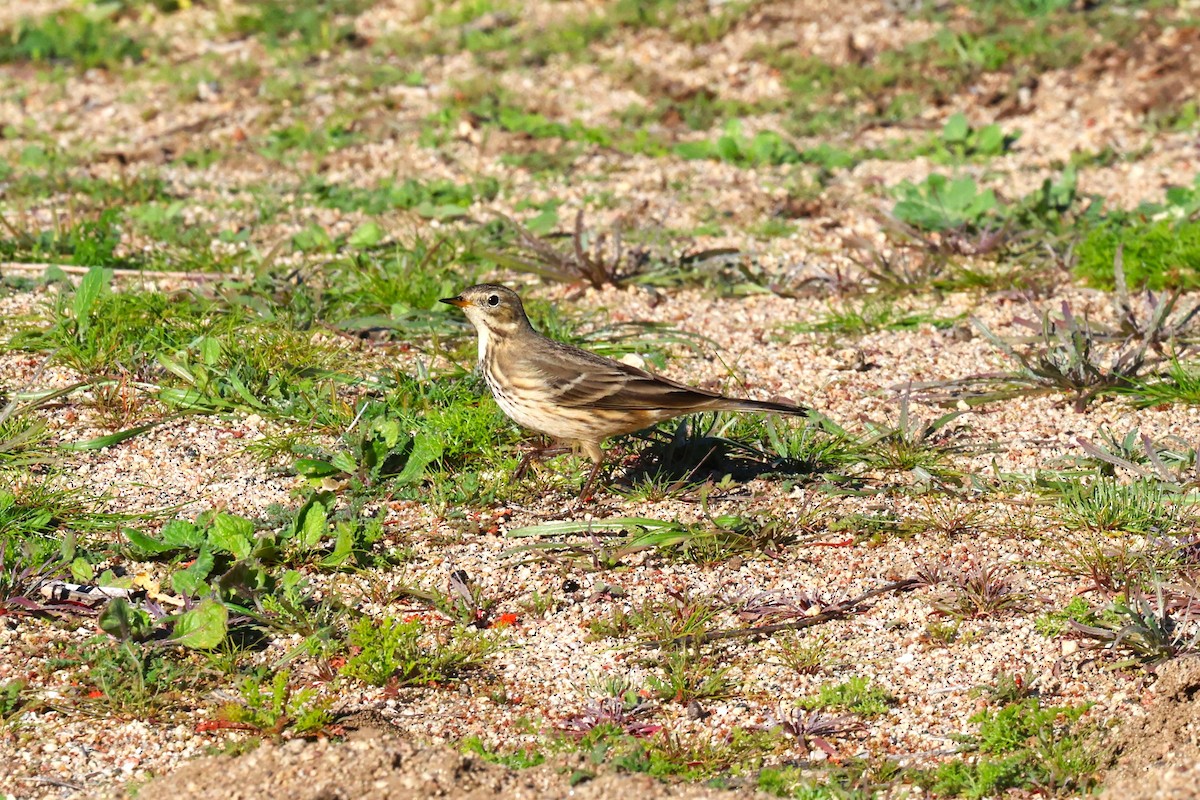 Amerikapieper - ML646878951