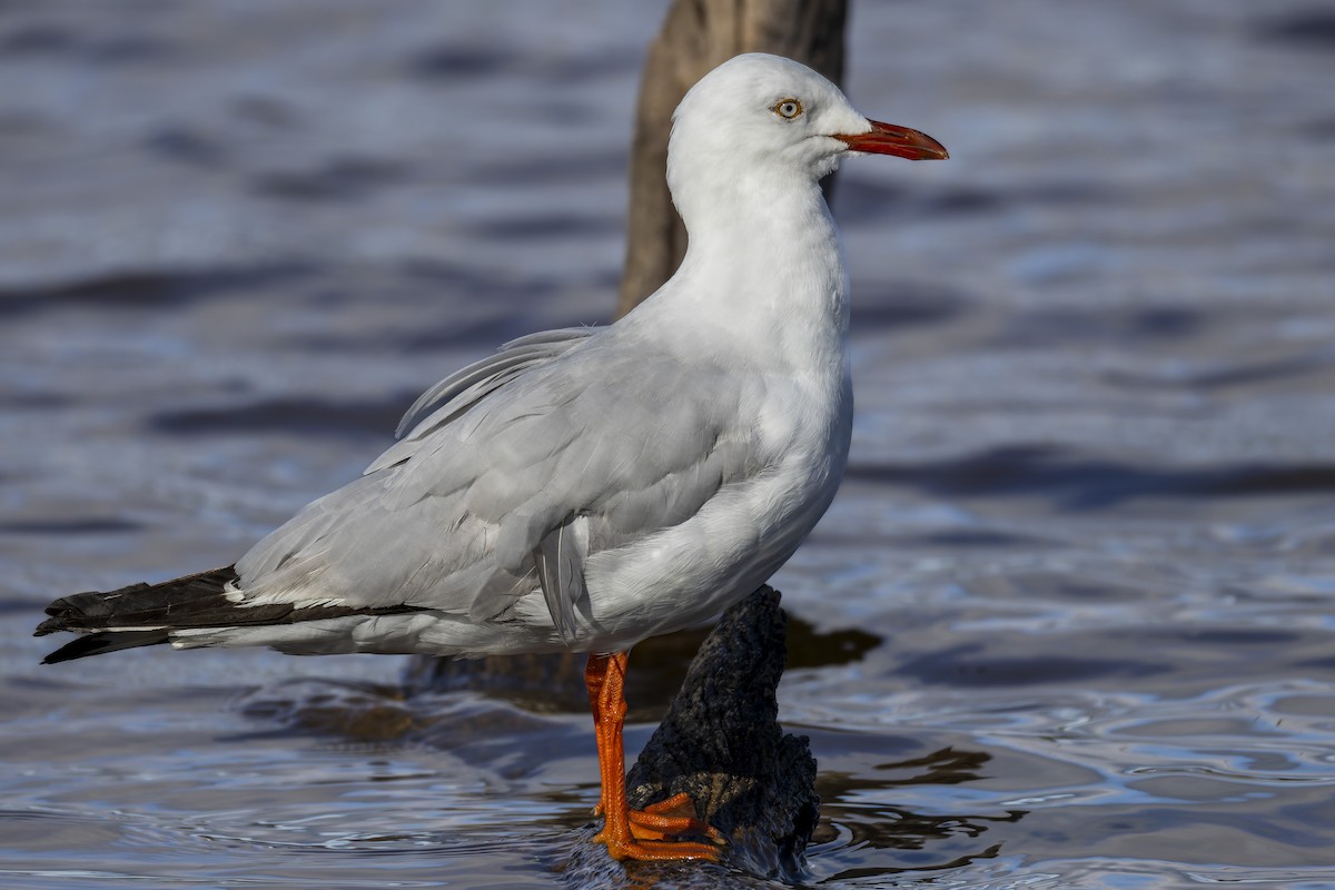 Silver Gull - ML646878954