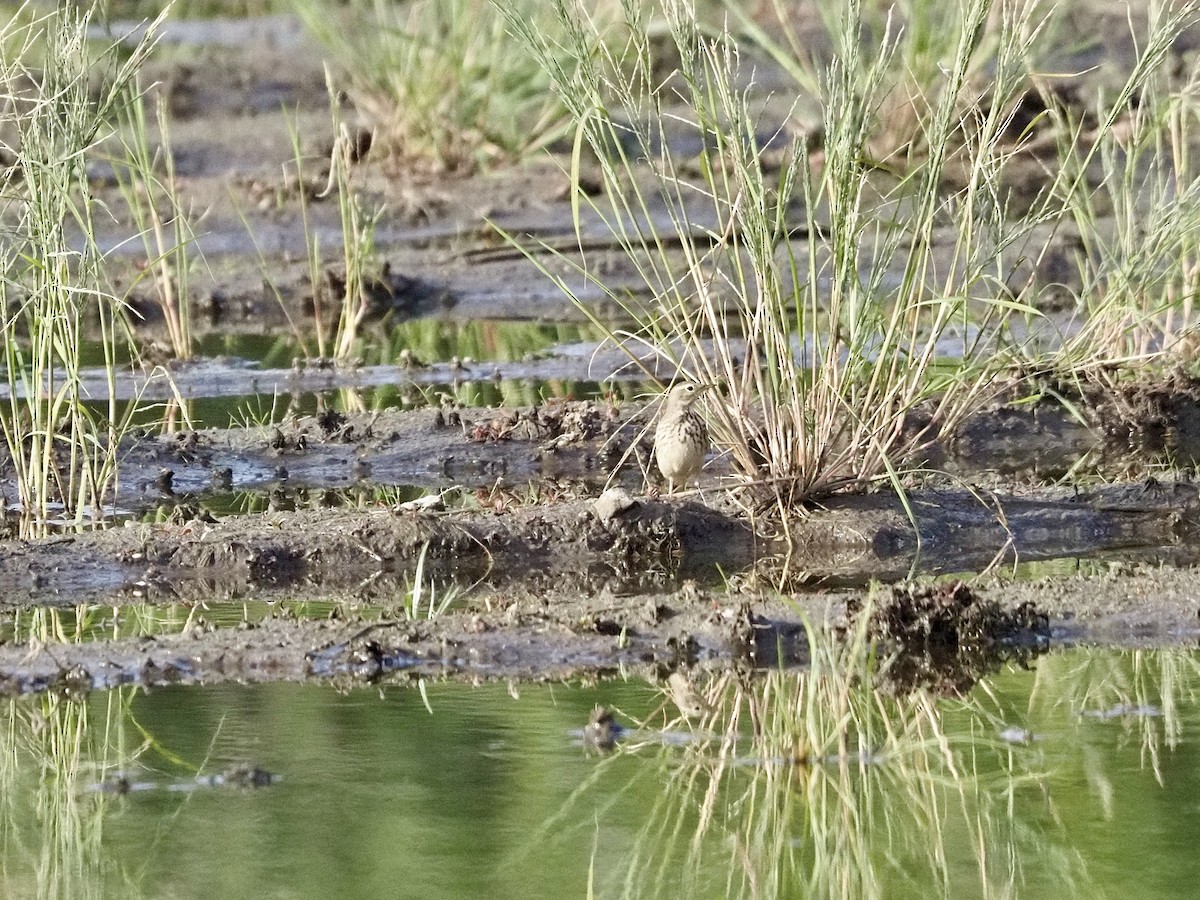 Amerikapieper - ML646878957