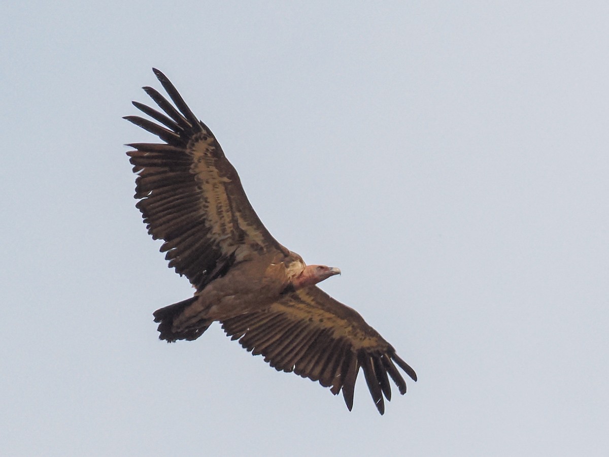 Белоголовый сип - ML646878958