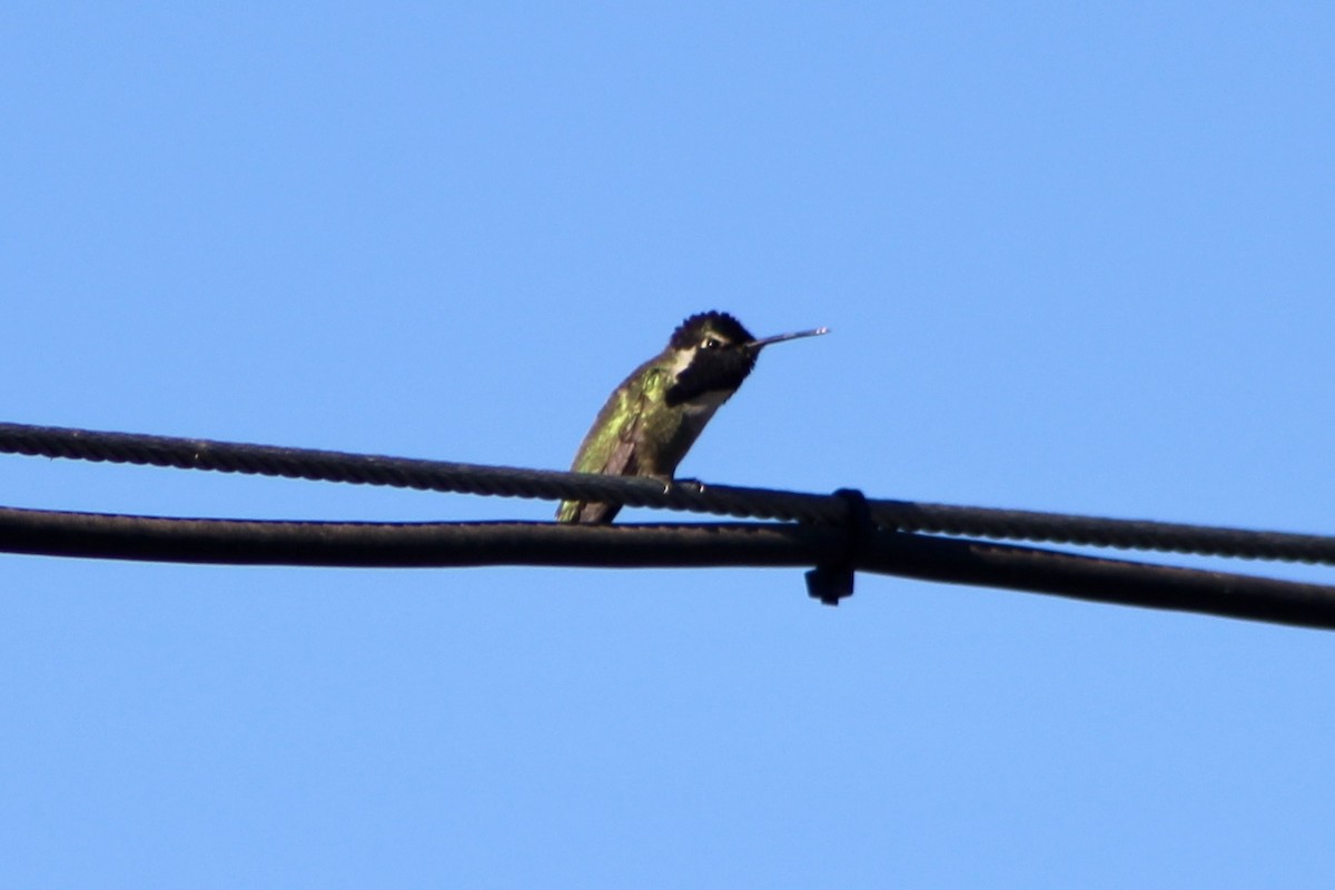 Costa's Hummingbird - ML646878959