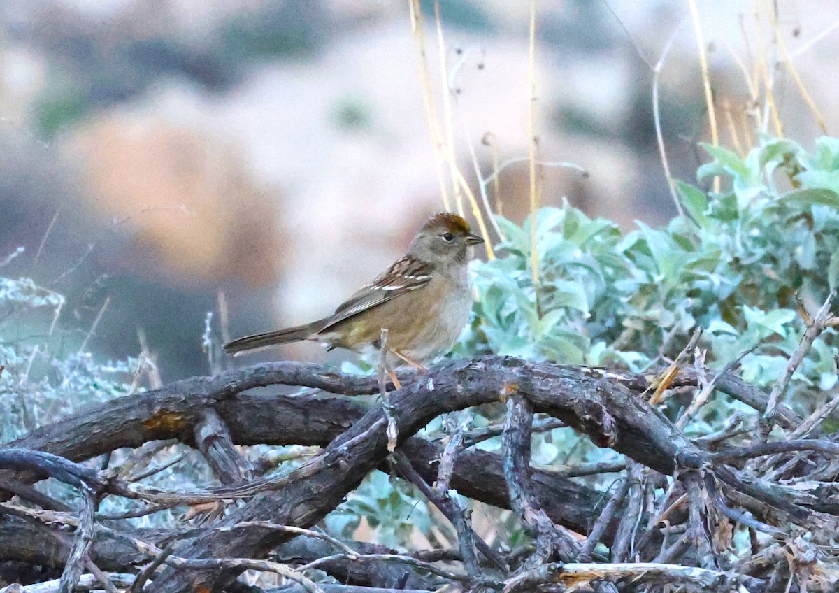Bruant à couronne dorée - ML646878960