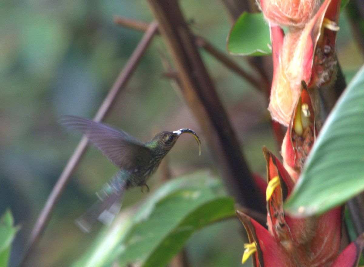 White-tipped Sicklebill - ML646878961
