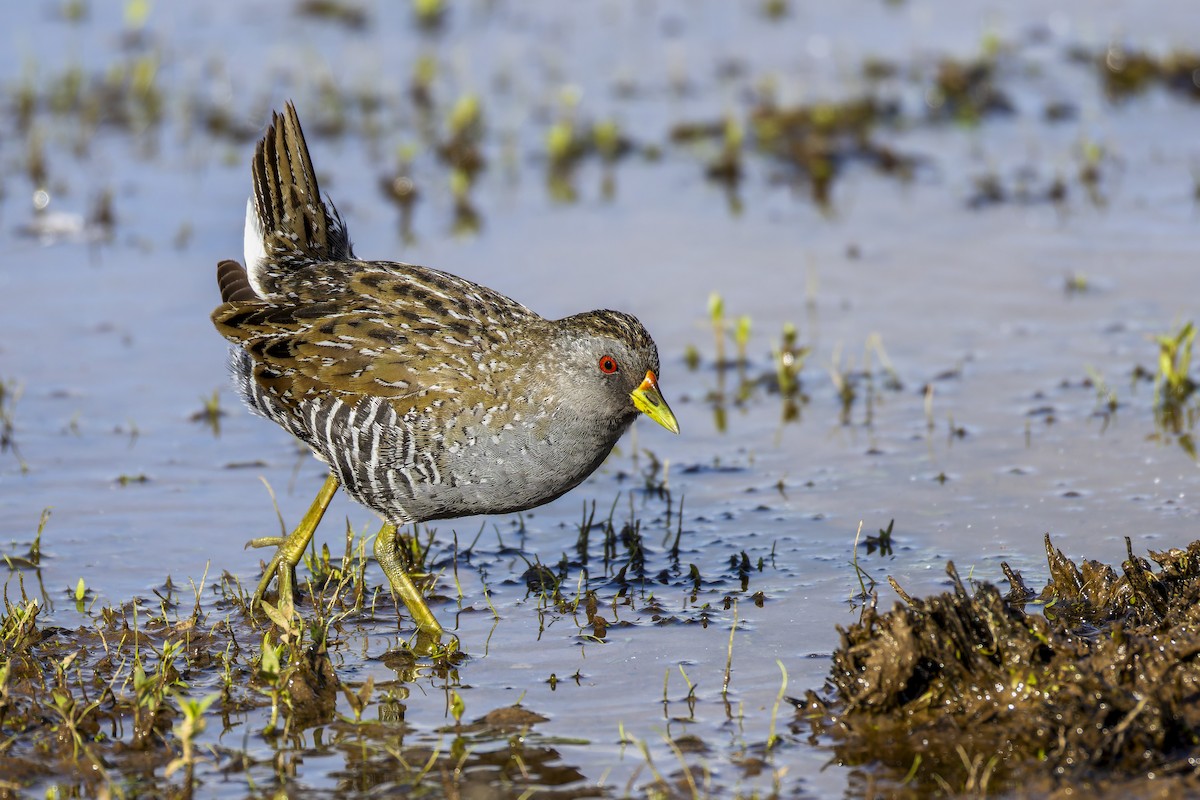Australian Crake - ML646878964