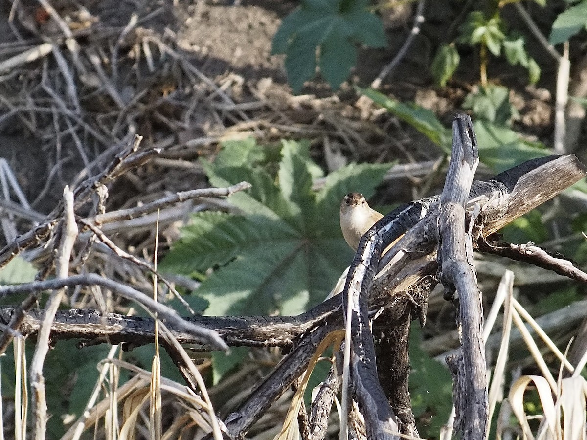 Болотный крапивник - ML646878978