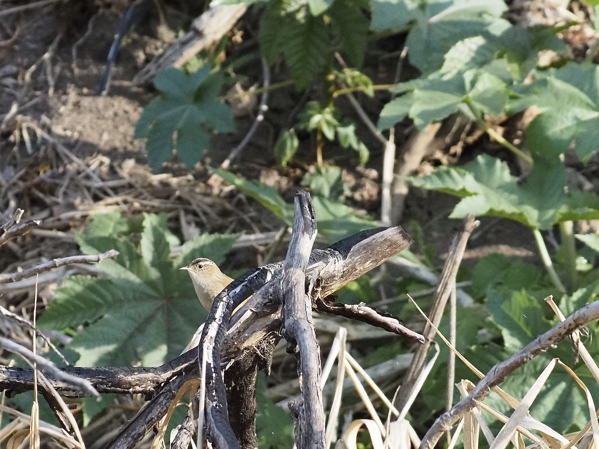 Болотный крапивник - ML646878979