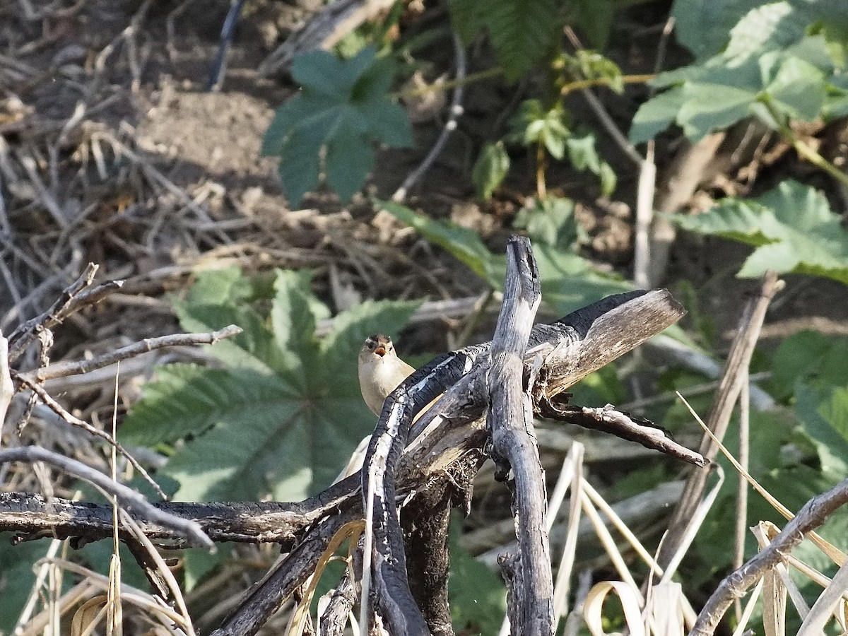 Болотный крапивник - ML646878983