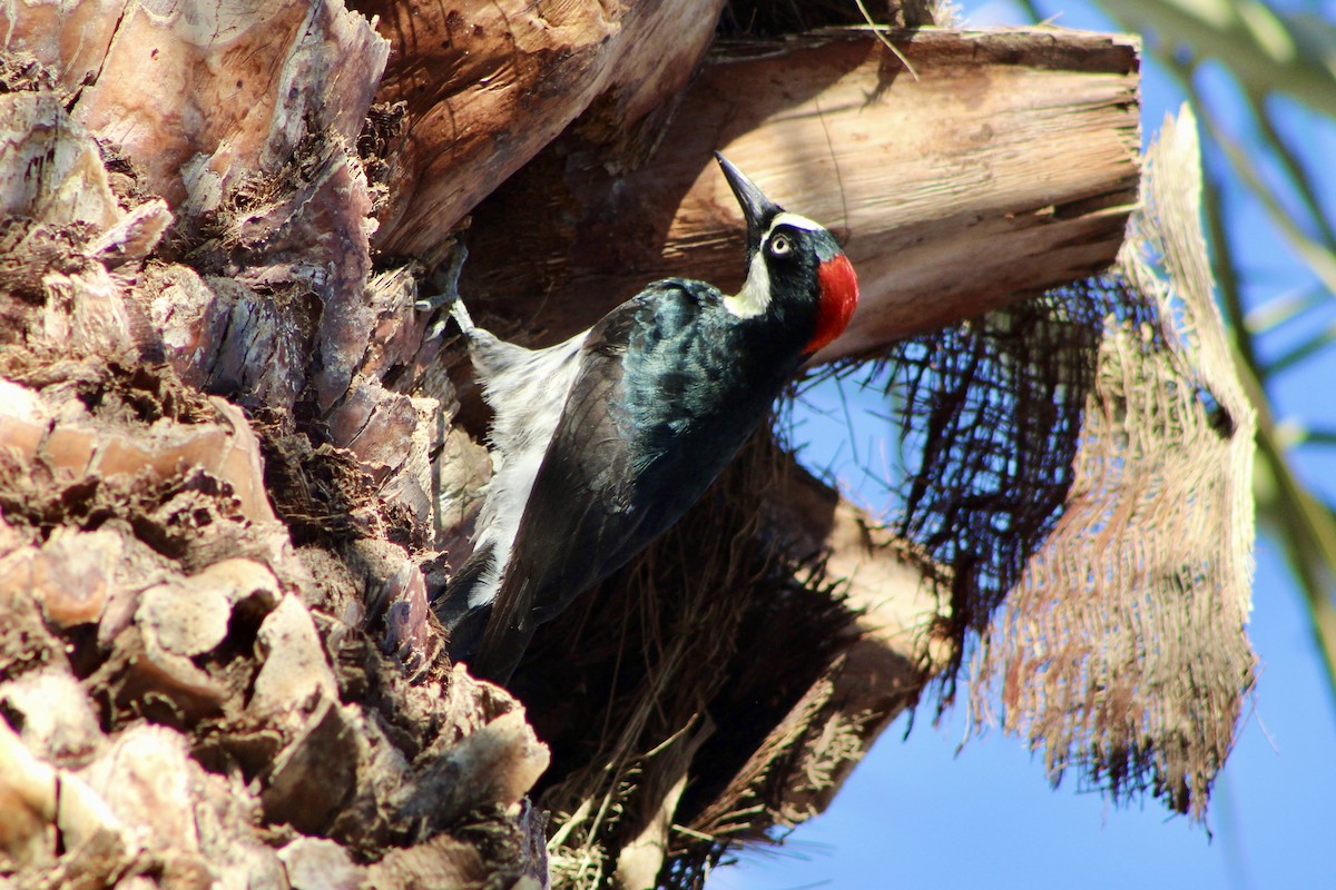 Acorn Woodpecker - ML646878984