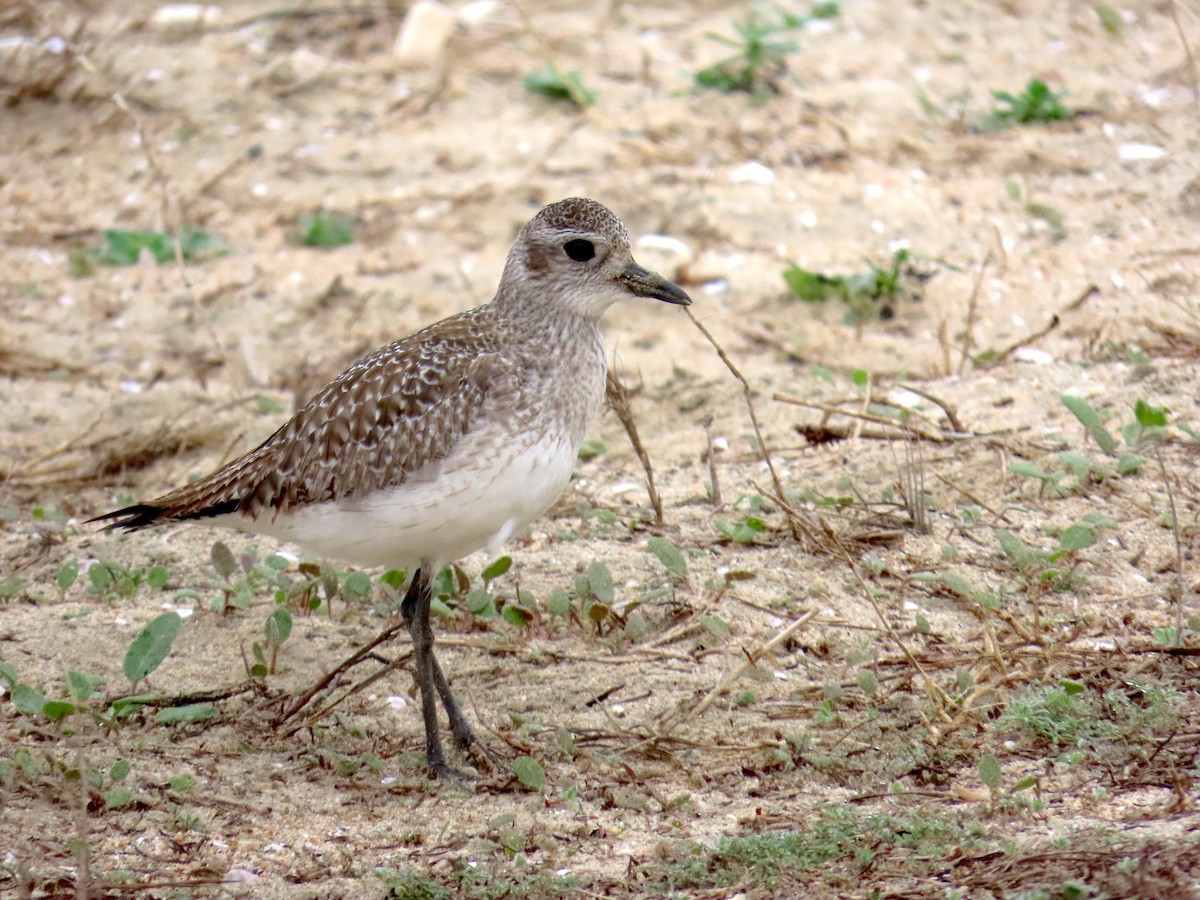 Txirri grisa - ML646878986