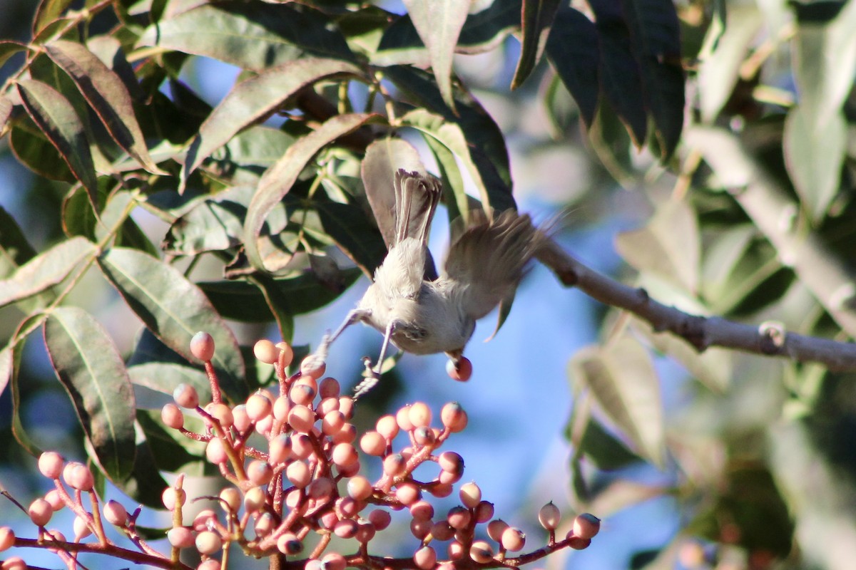 Verdin - ML646878988