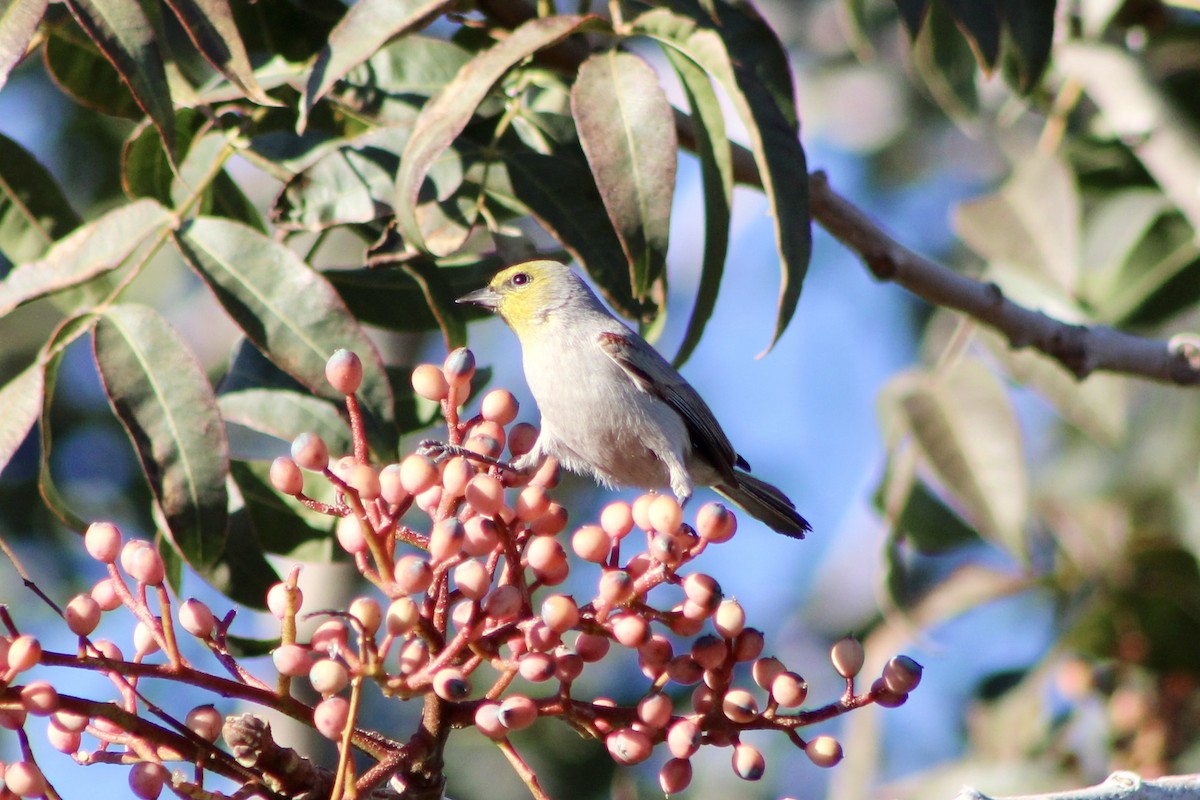 Verdin - ML646878989