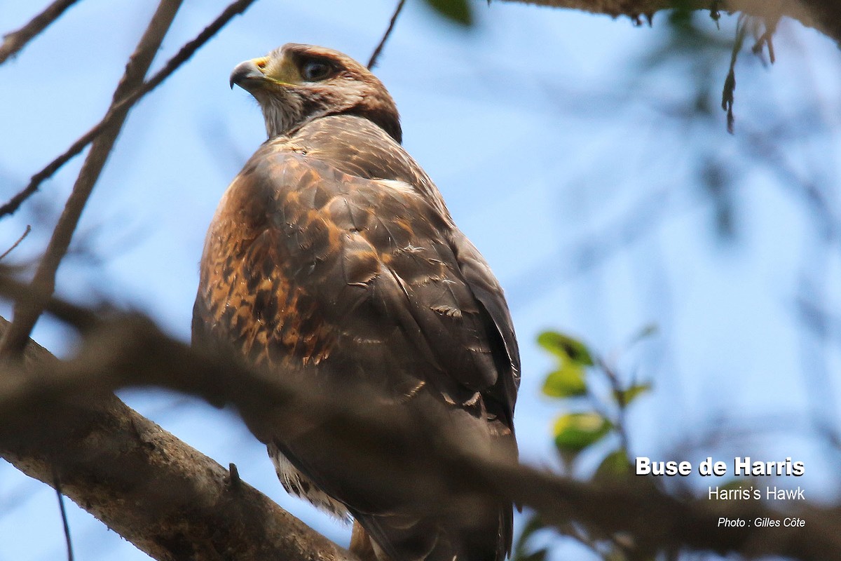 Poiana di Harris - ML646878991