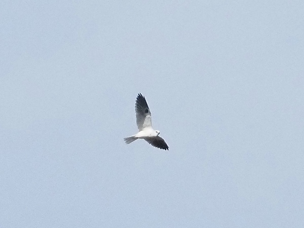 Белохвостый коршун - ML646878994