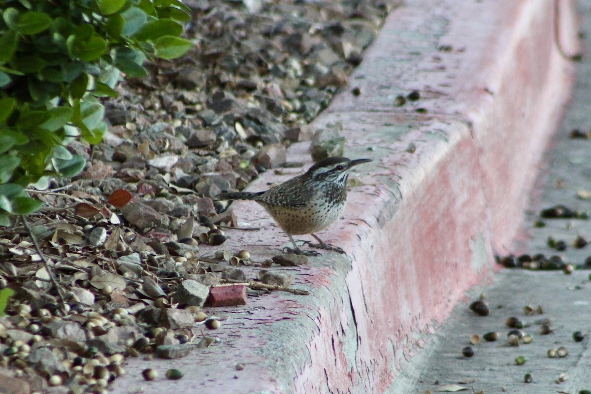 Cactus Wren - ML646878995