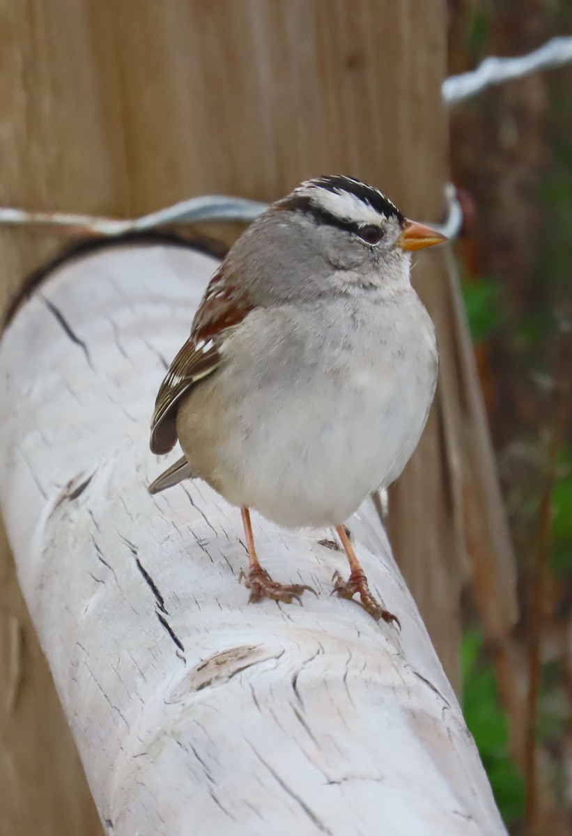 White-crowned Sparrow - ML646878996