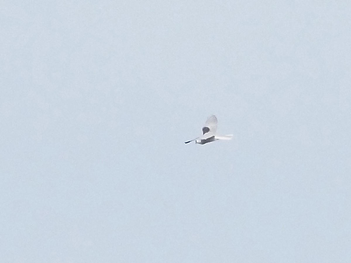 Белохвостый коршун - ML646878997