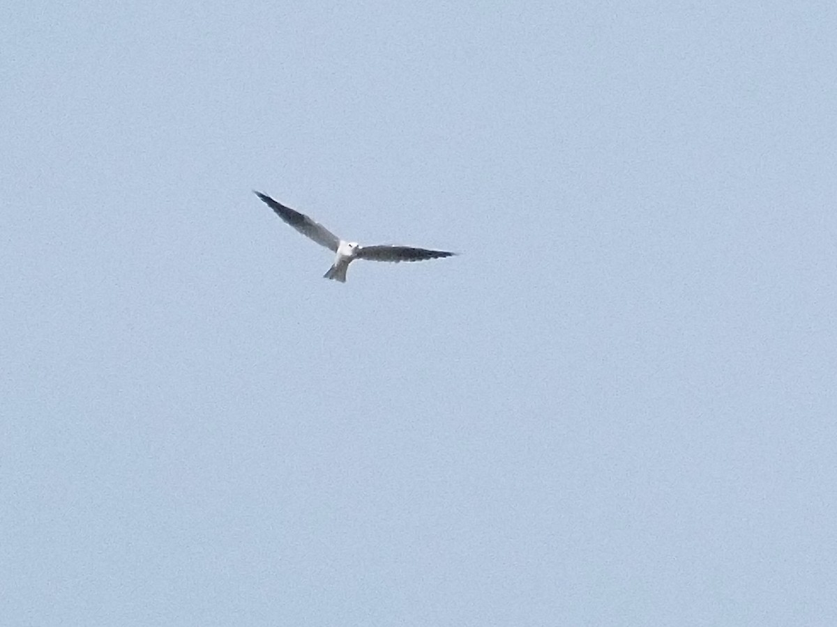 Белохвостый коршун - ML646879004