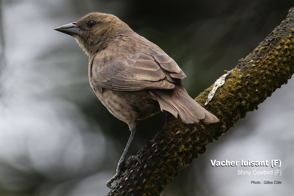 Vacher luisant - ML646879005