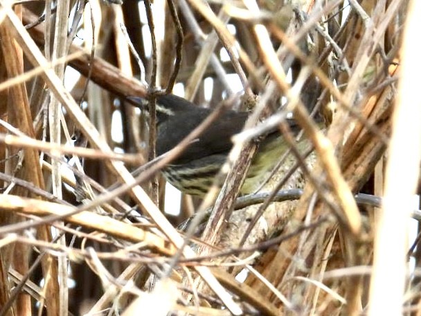 Northern Waterthrush - ML646879006