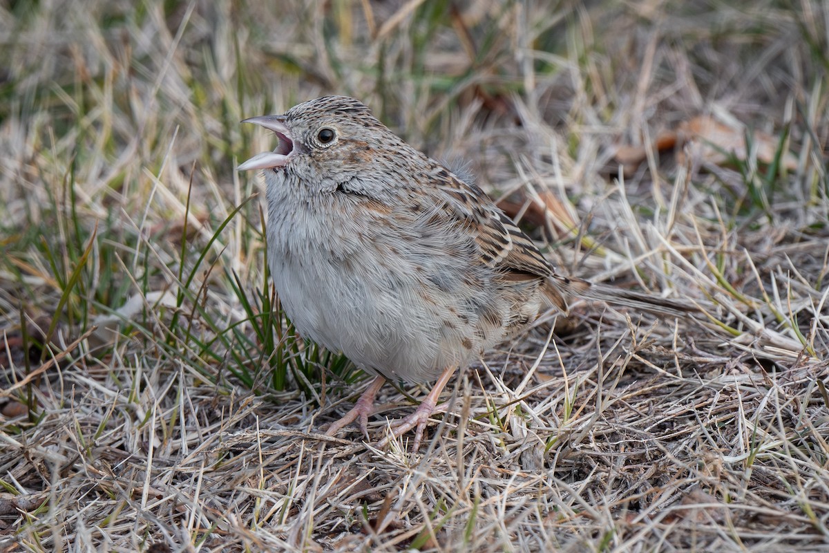 Cassin's Sparrow - ML646879014