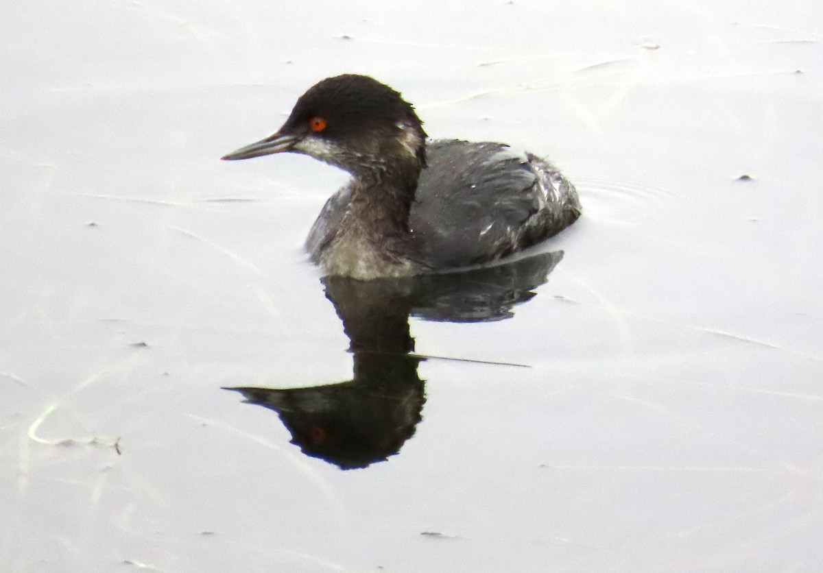 Grèbe à cou noir - ML646879016