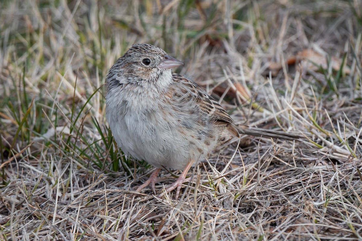 Cassin's Sparrow - ML646879018
