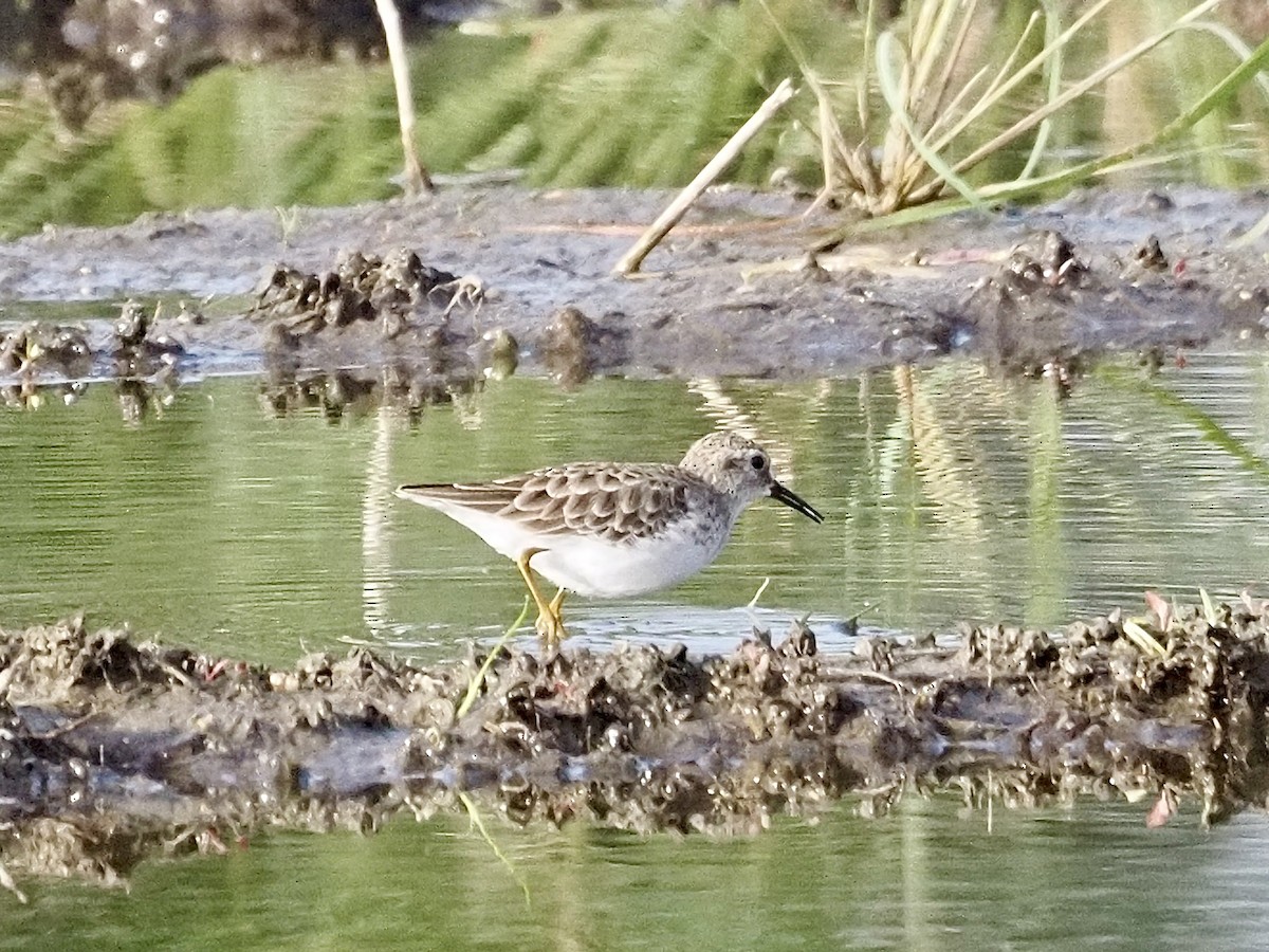 Песочник-крошка - ML646879019