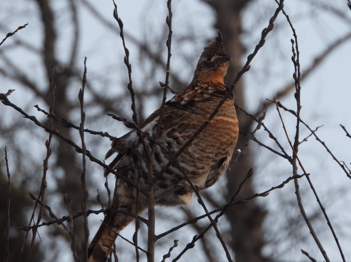 Ruffed Grouse - ML646879024