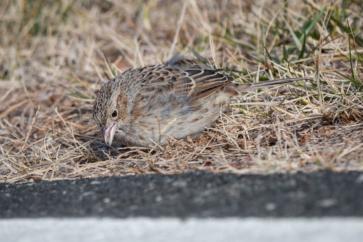 Cassin's Sparrow - ML646879027