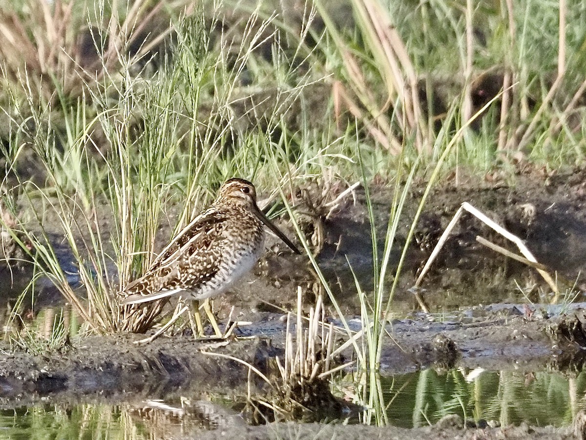 Американский бекас - ML646879029