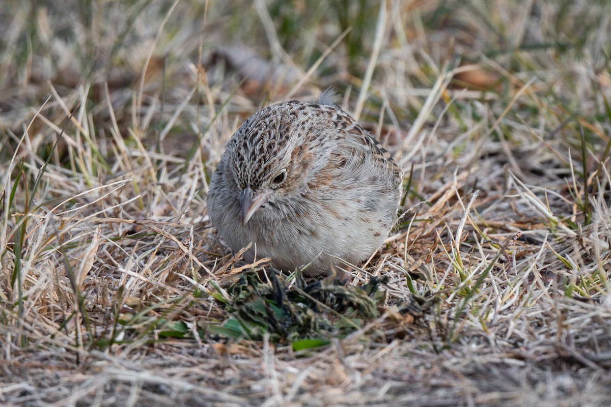 Cassin's Sparrow - ML646879030