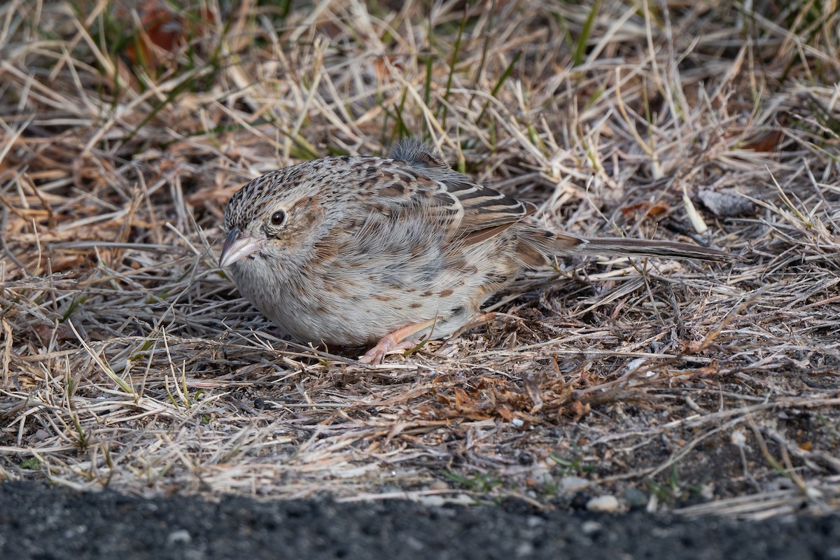 Cassin's Sparrow - ML646879033