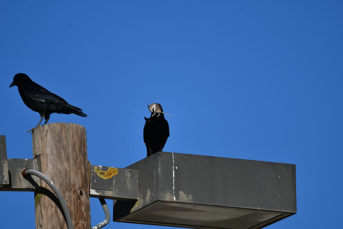 American Crow - ML646879035