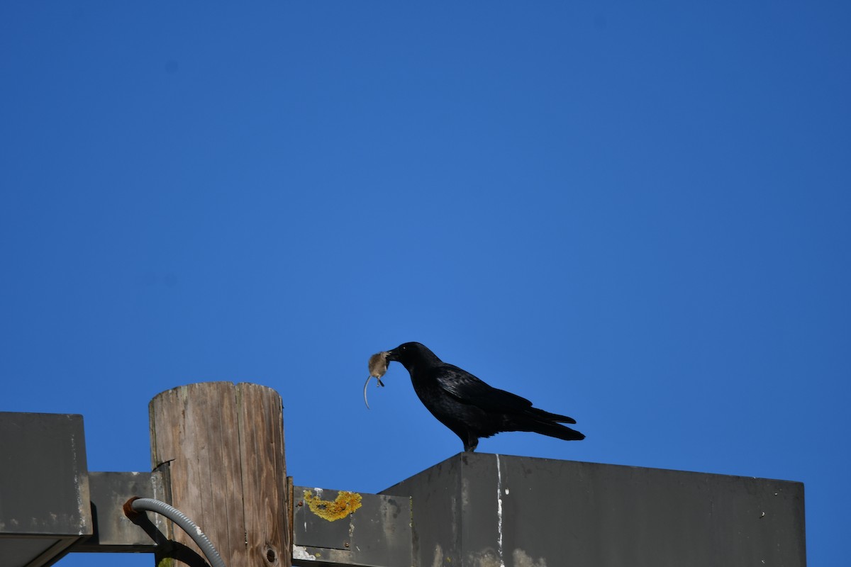 American Crow - ML646879036