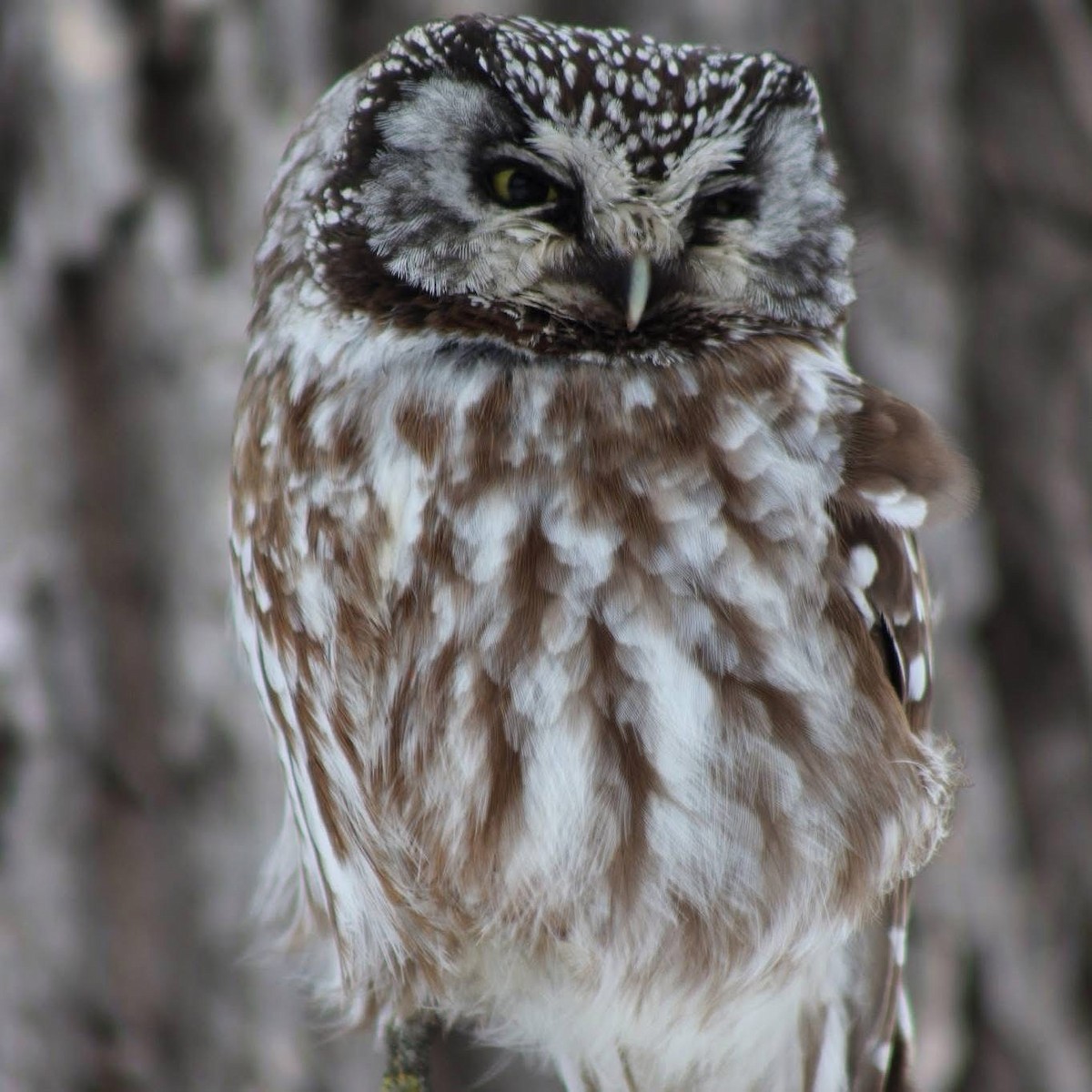 キンメフクロウ - ML646879037