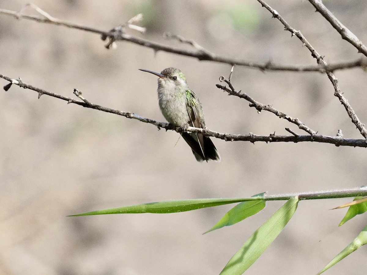 Рубиновогорлый/Александров колибри - ML646879046